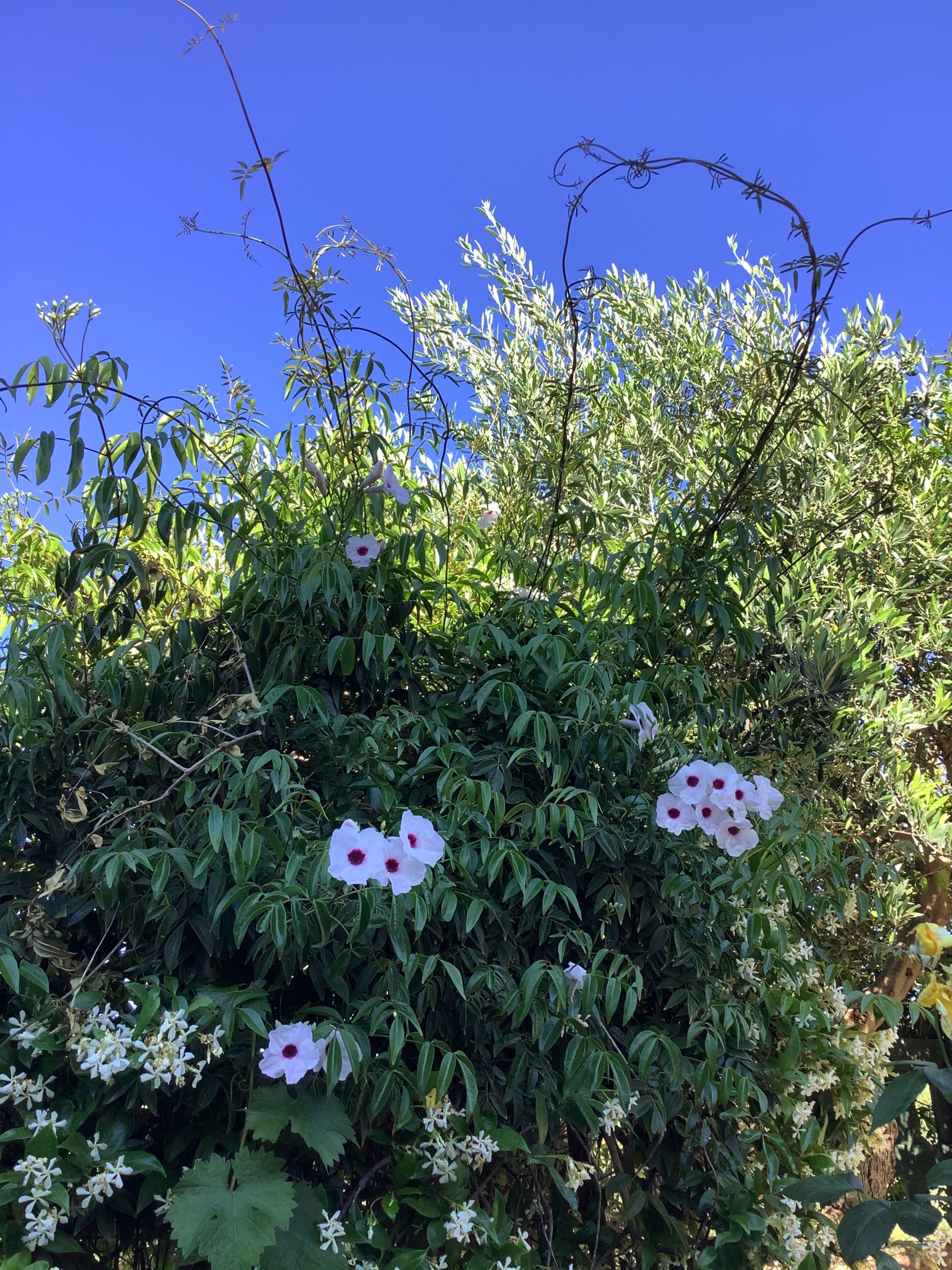 A bit of garden hedge and blue sky