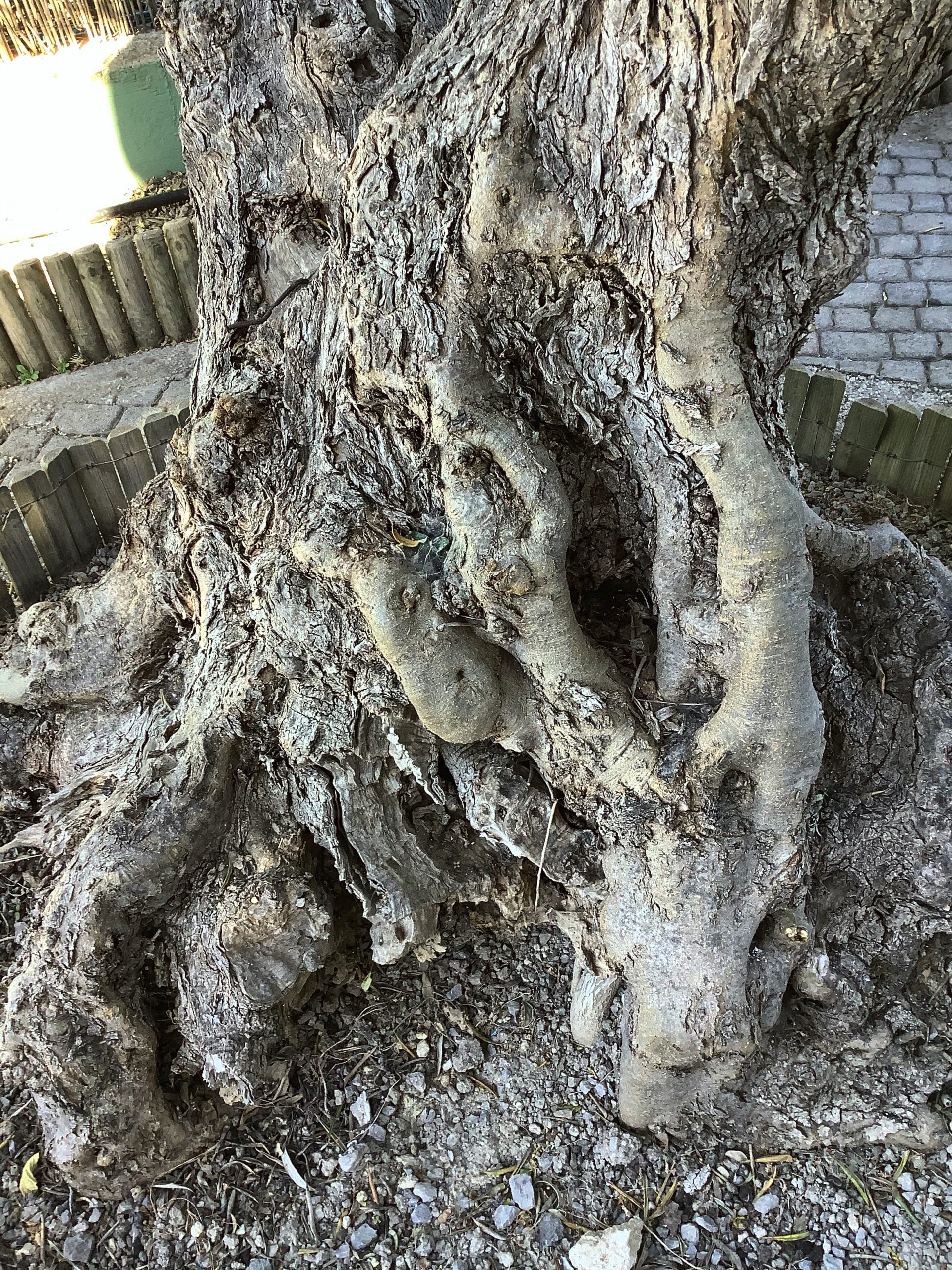 Olive tree in the garden